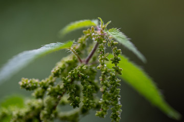 Stinging nettle