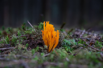 Yellow stagshorn fungus (Calocera viscosa) growing in a dark forest