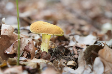 Suede bolete (Xerocomus subtomentosus) growing in leaf litter