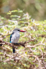 Woodland kingfisher perching on branch, Halcyon senegalensis, Lake Chamo, Ethiopia, Africa wildlife