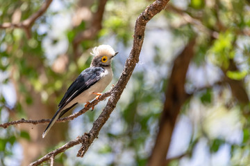 beautiful bird White-Crested Helmetshrike, Prionops plumatas, perched on a branch. Black and white body with gray head and yellow circle around the eye. Chamo Lake Ethiopia wildlife