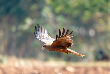 bird of prey Black kite flying over field, Milvus migrans, Ethiopia safari wildlife