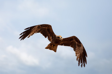 bird of prey Black kite flying against sky, Milvus migrans, Ethiopia safari wildlife