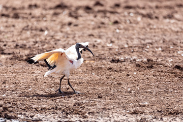 The African Sacred Ibis on ground. Threskiornis aethiopicus. Common bird throughout the African continent. bahir dar, Ethiopia safari wildlife