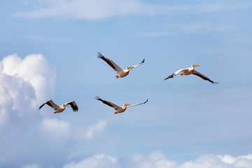 flock of bird great White Pelicans, Pelecanus onocrotalus, flying over the water on Chamo Lake in Arba minch, Ethiopia, Africa wildlife
