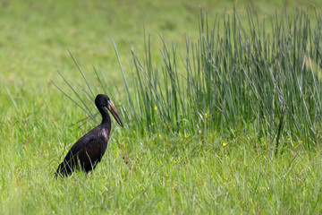 The African openbill, Anastomus lamelligerus, fishing in the shallow marshland. African bird, Ethiopia lake tana Africa wildlife