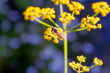 Wild flowers in a meadow nature. Natural summer background with wild flowers in the meadow in the morning sun rays. Morning field background with wild flowers.