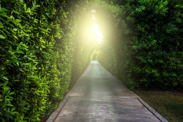 Green lane with the hedge in the summer