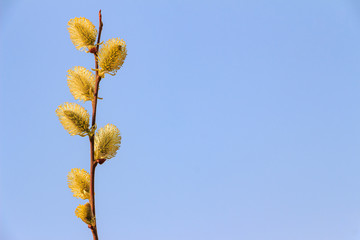 Fototapeta premium Fluffy willow buds in early spring on a soft blue background, space for text on the left
