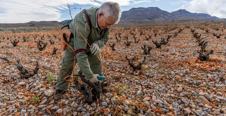 vine pruning in winter, Spain.