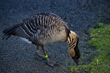 Geese and ducks cleaning and preening