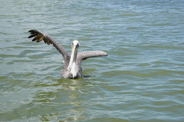 Pelicans in Rio Lagartos nature reserve