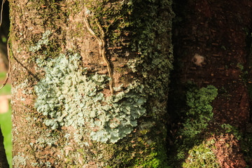 lichen on bark
