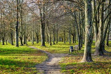 tree lined sunny dappled nature path in autumn park