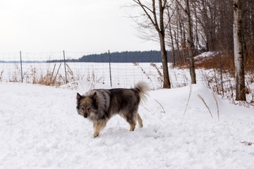Handsome unleashed Keeshond dog walking in snow with wary expression next to wooded area and fenced field, Quebec, Canada