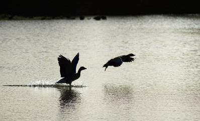 silhouettes of bird on water