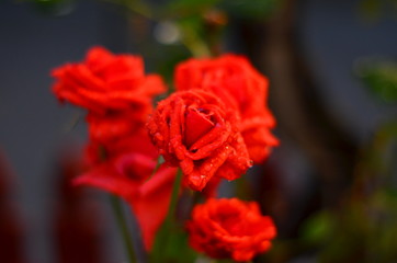 Small buds of red roses. Close up. Blurred background.
