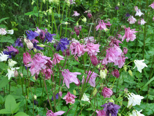 Aquilegia vulgaris blooms in nature