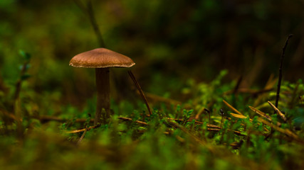 A small brown mushroom sticking out of some green moss - a close up