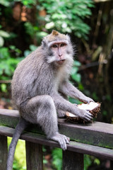 Naklejka na ściany i meble Balinese long-tailed monkey in Sacred Monkey Forest Sanctuary, Ubud, Bali, Indonesia 