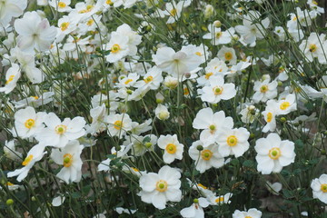 Fiori bianchi