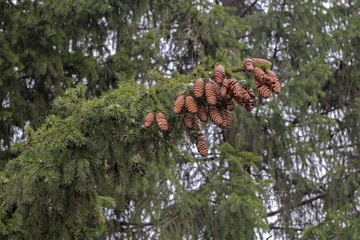 Large downy coniferous branch with cluster of fir or pine cones protruding like taloned paw of a...