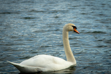 weißer Schwan im See