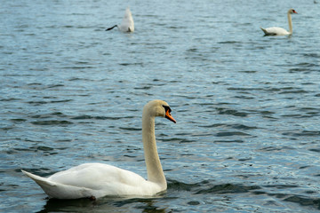 weißer Schwan im See
