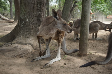 Roo © Paulina