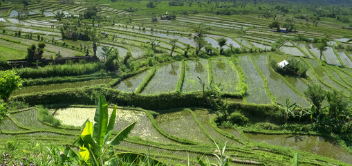 close up shot of rice paddy fields on the island of bali