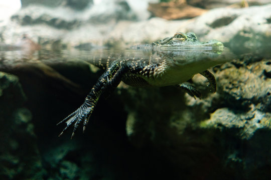 Alligator in water at aquarium