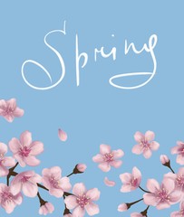 pink sakura flowers on a blue spring background and the inscription spring