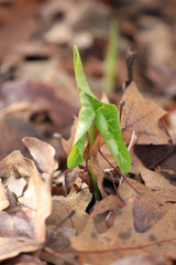 Sprouting plant from dead leafs