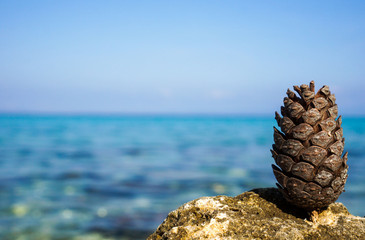 Pine cones at Christmas time in front of the sea