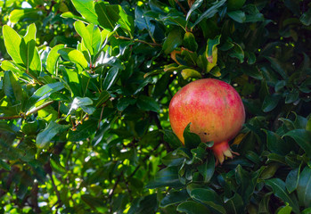 ripe pomegranate on a tree