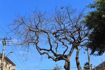 Àrvore seca com céu azul ao fundo