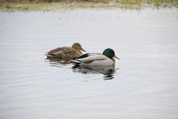 wild ducks swim in lake