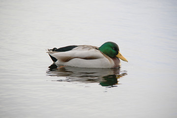 wild ducks swim in lake