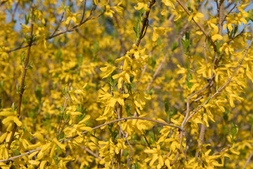bright yellow broom or forsythia flower Latin name cytisus scoparius or spachianus close up in spring