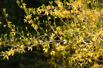 bright yellow broom or forsythia flower Latin name cytisus scoparius or spachianus close up in spring