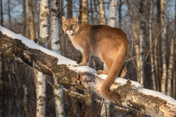 Adult Female Cougar (Puma concolor) Tail Curled Around Branch Winter - obrazy, fototapety, plakaty