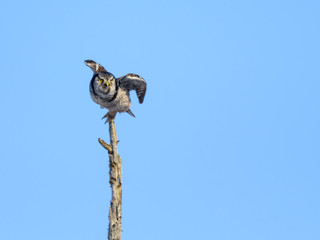 Northern Hawk Owl Takes Off from the Top of the Tree