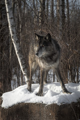 Black Phase Grey Wolf (Canis lupus) Stands on Rock Legs Spread Winter