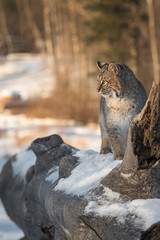 Bobcat (Lynx rufus) Looks Left From Atop Log Winter