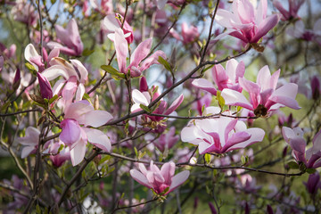 Fototapeta na wymiar Branches of a blooming magnolia tree against a blue sky