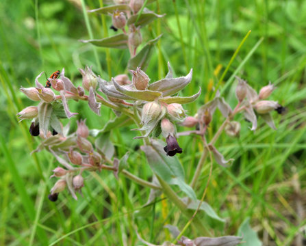 In the wild, nonea pulla blooms