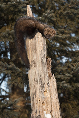 Fisher (Martes pennanti) Curls Around on Tree Winter