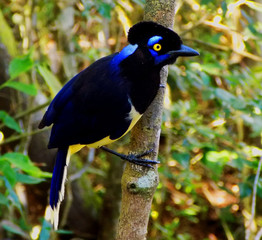 blue bird on a branch
