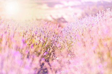 Beautiful violet lavender field background