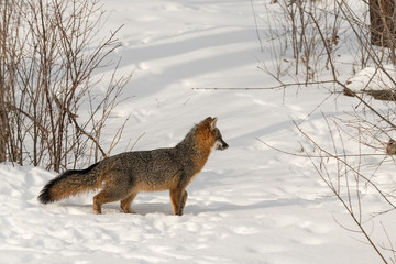 Grey Fox (Urocyon cinereoargenteus) Looks Right into Weeds Winter